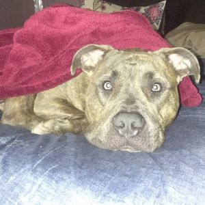 Meet your Posher, Charles